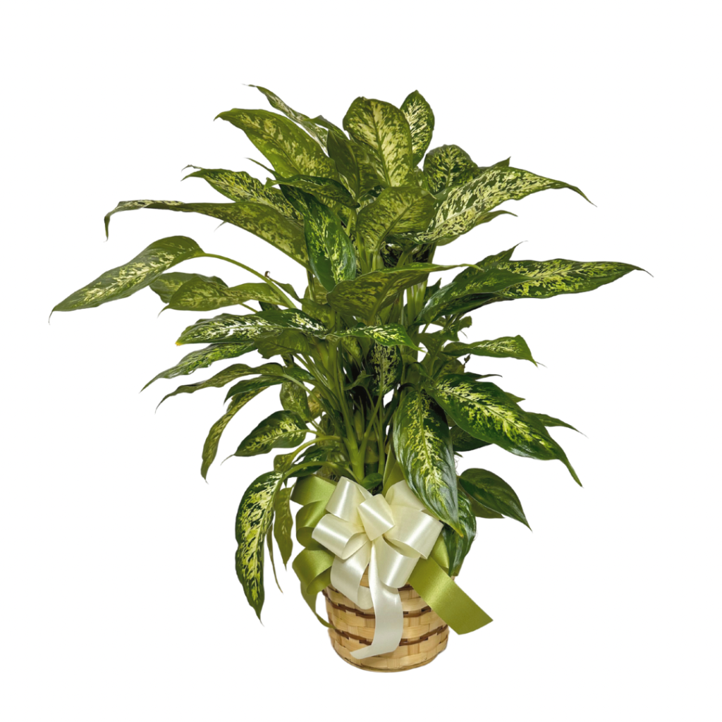 Chinese Evergreen